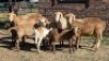 4+4X MEATMASTER EWE DRIES VISSER BOERDERY (Per animal to take the lot)