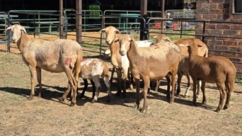 4+6X MEATMASTER EWE DRIES VISSER BOERDERY (Per animal to take the lot)