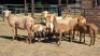4+6X MEATMASTER EWE DRIES VISSER BOERDERY (Per animal to take the lot)