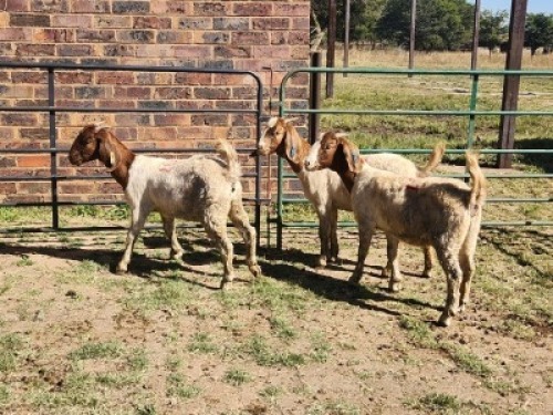 2X BOER GOAT DOE HALOCURE (PTY) LTD PAUL BOOYENS (Per animal to take the lot)