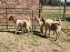 2X BOER GOAT DOE HALOCURE (PTY) LTD PAUL BOOYENS (Per animal to take the lot)