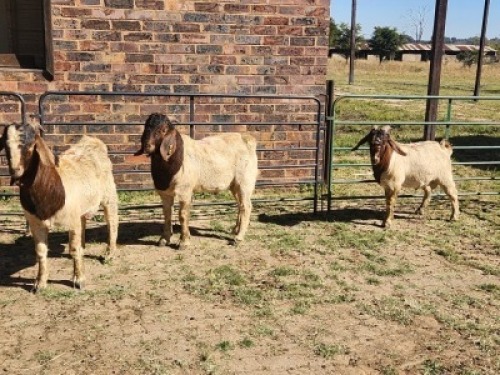 3X BOER GOAT BUCK HALOCURE (PTY) LTD PAUL BOOYENS (Per animal to take the lot)