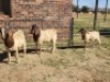 3X BOER GOAT BUCK HALOCURE (PTY) LTD PAUL BOOYENS (Per animal to take the lot)