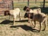 3X BOER GOAT BUCK HALOCURE (PTY) LTD PAUL BOOYENS (Per animal to take the lot)