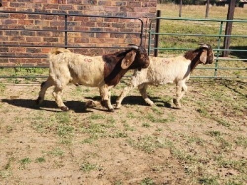 2X BOER GOAT BUCK HALOCURE (PTY) LTD PAUL BOOYENS (Per animal to take the lot)