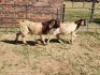 2X BOER GOAT BUCK HALOCURE (PTY) LTD PAUL BOOYENS (Per animal to take the lot)