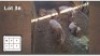 4X GOUEWILDEBEES V/F:4 (Per Piece to take the lot/Per stuk om lot te neem)