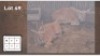 2X ELAND M:2 (Per Piece to take the lot/Per stuk om lot te neem)