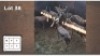 8X BLESBOK M:8 (Per Piece to take the lot/Per stuk om lot te neem)