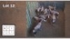 9X BLESBOK M:9 V/F: (Per Piece to take the lot/Per stuk om lot te neem) - 2