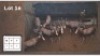 7X BLESBOK M:7 V/F: (Per Piece to take the lot/Per stuk om lot te neem)