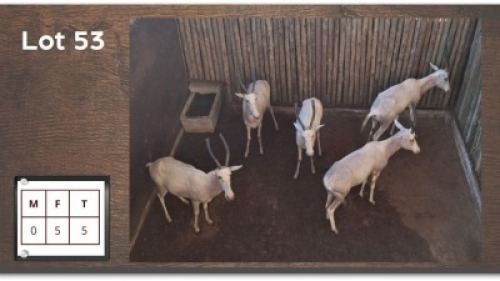 5X WIT BLESBOK M: V/F:5 (Per Piece to take the lot/Per stuk om lot te neem)