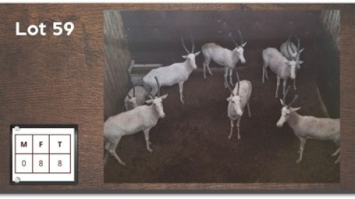8X WIT BLESBOK M: V/F:8 (Per Piece to take the lot/Per stuk om lot te neem)