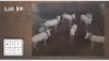 8X WIT BLESBOK M: V/F:8 (Per Piece to take the lot/Per stuk om lot te neem)