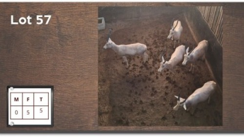 5X WIT BLESBOK M: V/F:5 (Per Piece to take the lot/Per stuk om lot te neem)