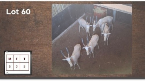 5X WIT BLESBOK M:5 V/F: (Per Piece to take the lot/Per stuk om lot te neem)