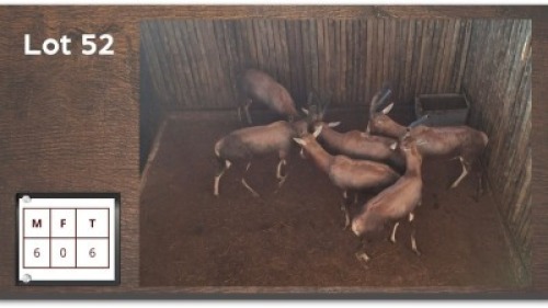 6X BLESBOK M:6 V/F: (Per Piece to take the lot/Per stuk om lot te neem)