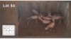 6X BLESBOK M:6 V/F: (Per Piece to take the lot/Per stuk om lot te neem)