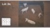 5X WIT BLESBOK M: V/F:5 (Per Piece to take the lot/Per stuk om lot te neem)