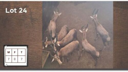7X BLESBOK M:7 Jonges (Per Piece to take the lot/Per stuk om lot te neem)