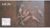 7X BLESBOK M:7 Jonges (Per Piece to take the lot/Per stuk om lot te neem)