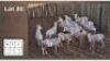 13X BLESBOK Penkoppe (Per Piece to take the lot/Per stuk om lot te neem)