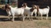 5X BOER GOAT DOE KEITH GOOSEN (Per animal to take the lot)