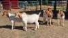 5X BOER GOAT DOE KEITH GOOSEN (Per animal to take the lot)