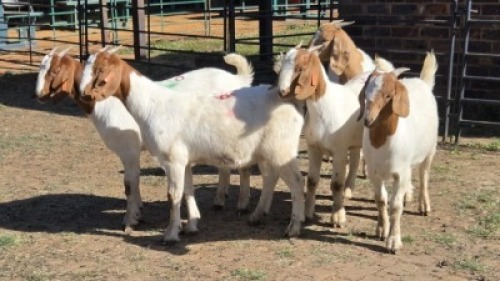 5X BOER GOAT DOE KEITH GOOSEN (Per animal to take the lot)