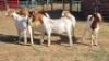 5X BOER GOAT DOE KEITH GOOSEN (Per animal to take the lot)