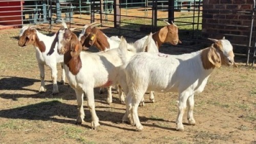 5X BOER GOAT DOE KEITH GOOSEN (Per animal to take the lot)