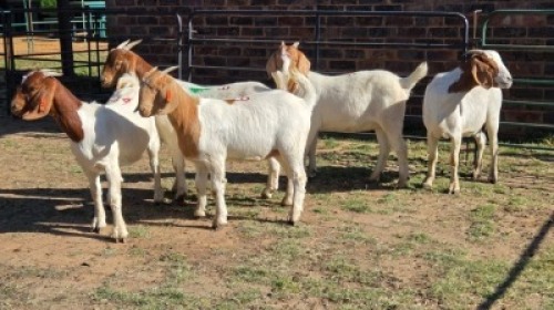 5X BOER GOAT DOE KEITH GOOSEN (Per animal to take the lot)