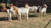 5X BOER GOAT DOE KEITH GOOSEN (Per animal to take the lot)