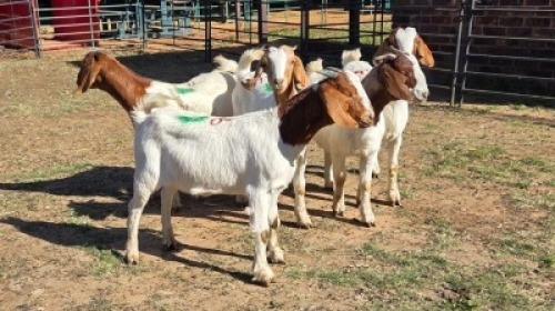 5X BOER GOAT DOE KEITH GOOSEN (Per animal to take the lot)