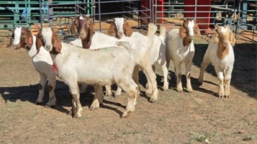 6X BOER GOAT DOE KEITH GOOSEN (Per animal to take the lot)
