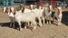 6X BOER GOAT DOE KEITH GOOSEN (Per animal to take the lot)