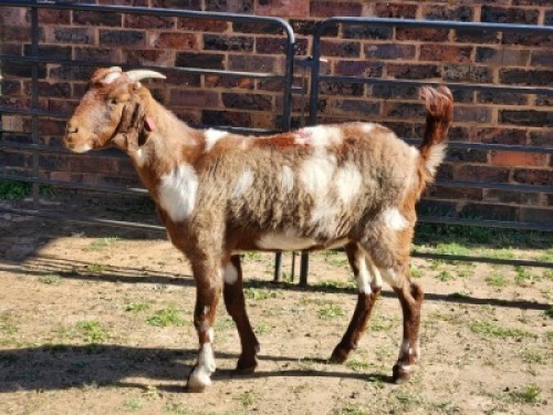 1X CAPE LOB EAR DOE NICOLAS CRAWFORD
