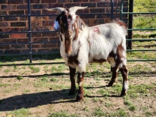1X CAPE LOB EAR BUCK NICOLAS CRAWFORD