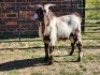 1X CAPE LOB EAR BUCK NICOLAS CRAWFORD