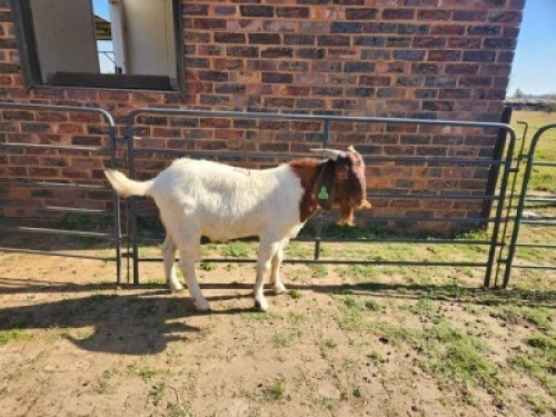 1X BOER GOAT BUCK NICOLAS CRAWFORD