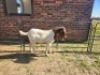 1X BOER GOAT BUCK NICOLAS CRAWFORD
