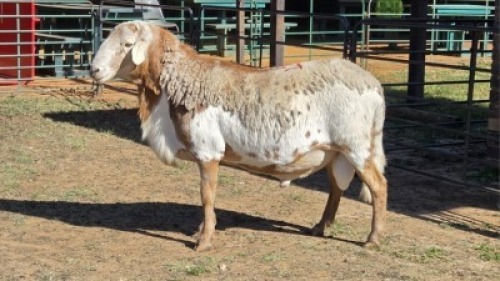 1X MEATMASTER RAM NICOLAS CRAWFORD