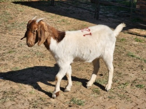 1X BOER GOAT DOE NICOLAS CRAWFORD