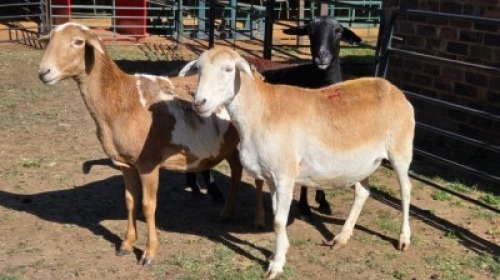 3X MEATMASTER EWE NICOLAS CRAWFORD (Per animal to take the lot)
