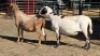 2X MEATMASTER EWE NICOLAS CRAWFORD (Per animal to take the lot)