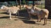 3X MEATMASTER EWE NICOLAS CRAWFORD (Per animal to take the lot)
