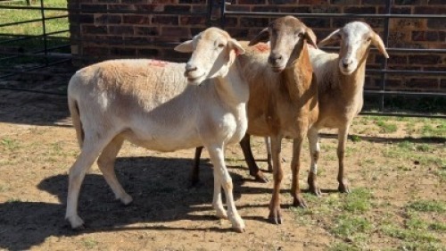3X MEATMASTER EWE NICOLAS CRAWFORD (Per animal to take the lot)