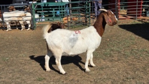 1X BOER GOAT DOE MLK LIVESTOCK