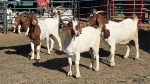 4X BOER GOAT DOE MLK LIVESTOCK (Per animal to take the lot)