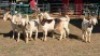 6X BOER GOAT CROSS DOE MLK LIVESTOCK (Per animal to take the lot)